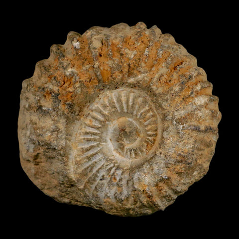 3.7" Acanthoceras Ammonite Fossil Agadir Morocco 360 Million Year Old COA - Fossil Age Minerals