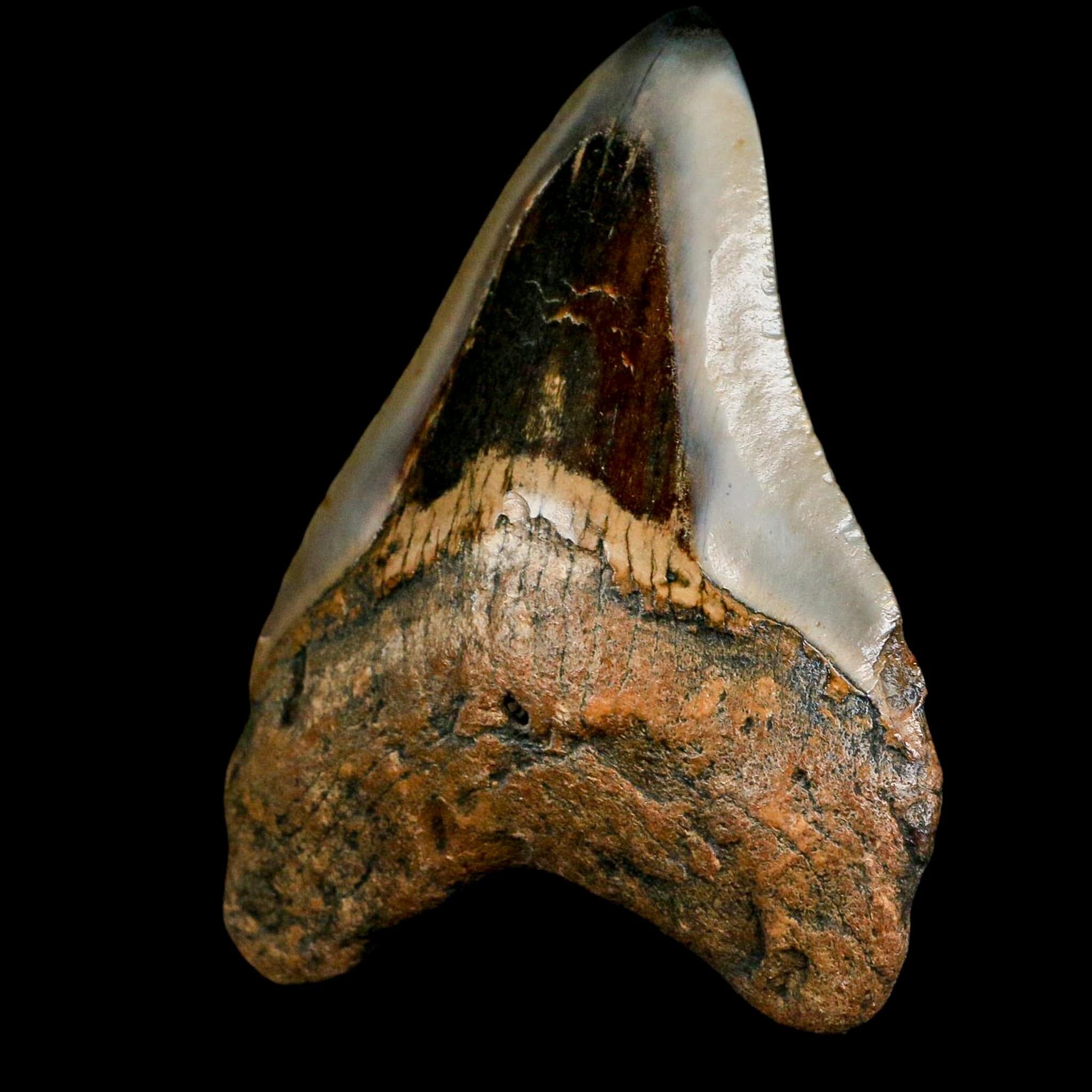 3.6" Quality Megalodon Shark Tooth Fossil Natural Miocene Age COA