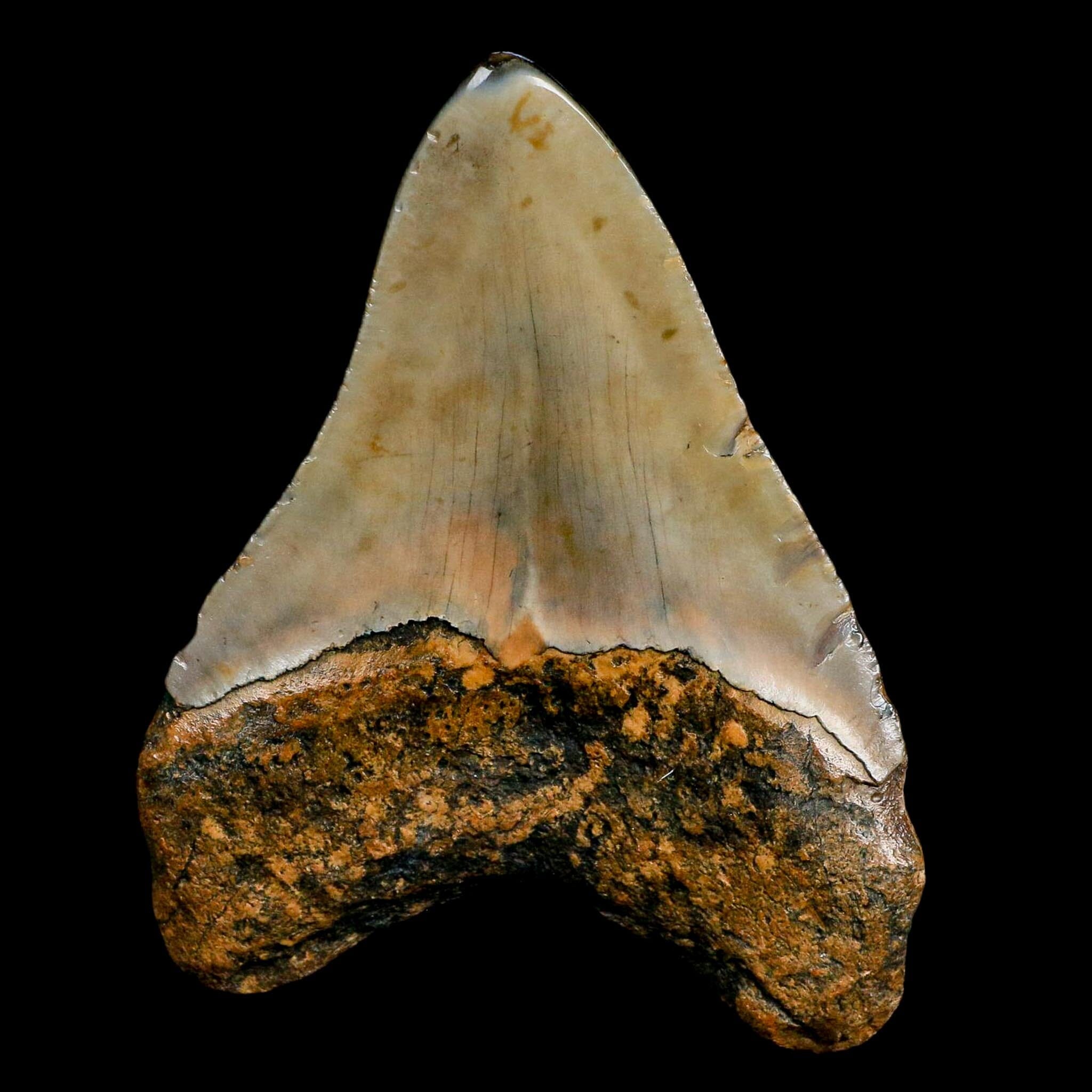3.6" Quality Megalodon Shark Tooth Fossil Natural Miocene Age COA