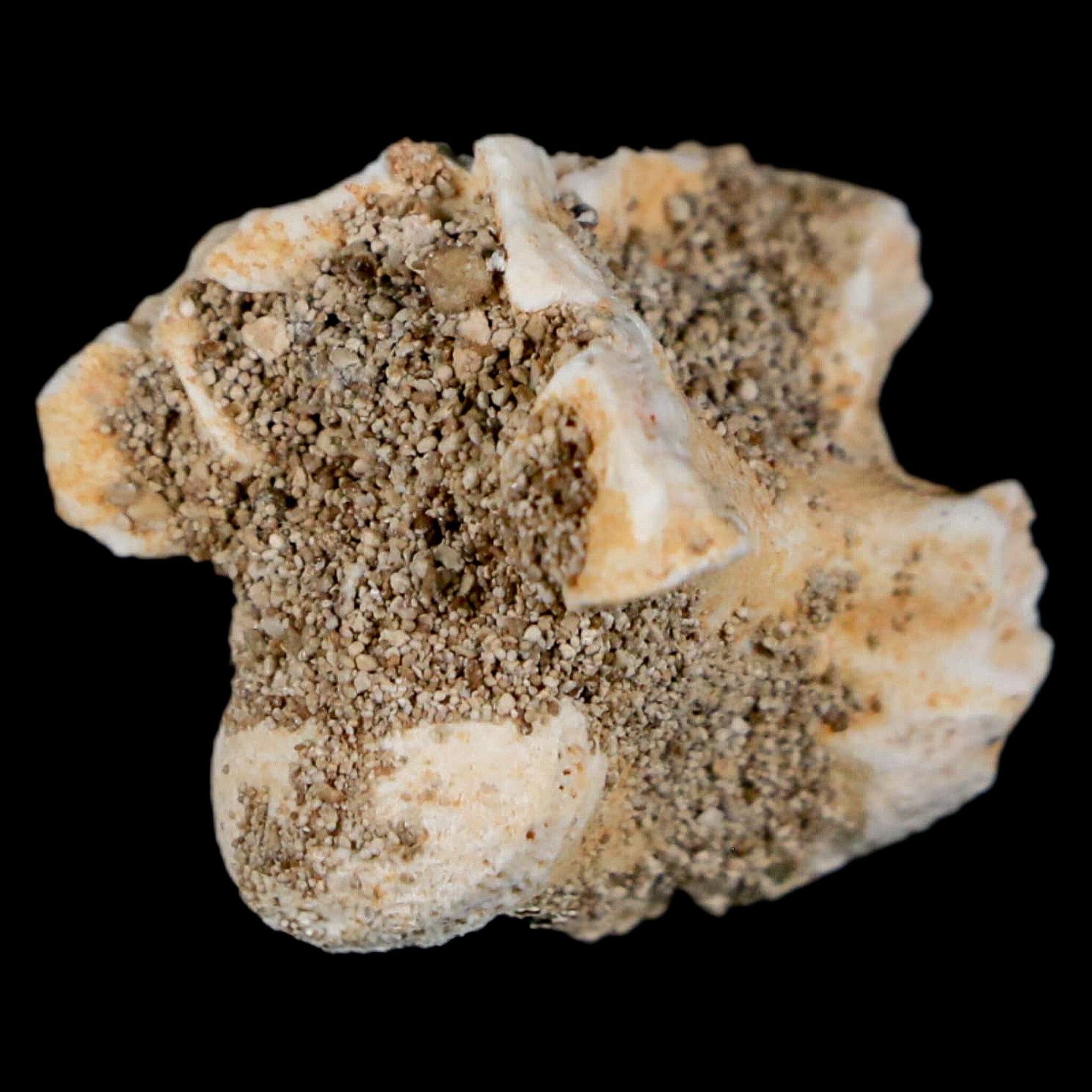 0.8" Palaeophis Magrebianus Sea Snake Vertebra Bone Upper Paleocene Morocco - Fossil Age Minerals