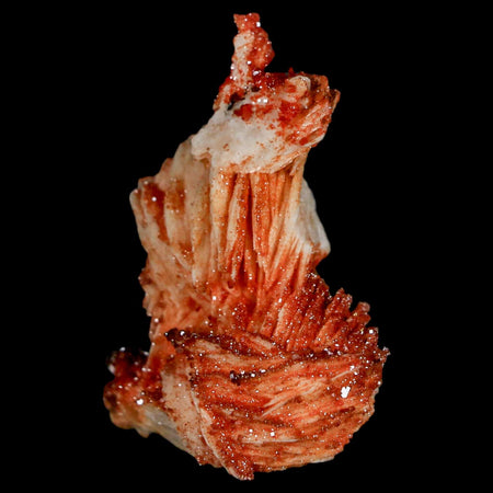 1.9" Sparkly Red Vanadinite Crystals On White Barite Blades Mineral Mabladen Morocco