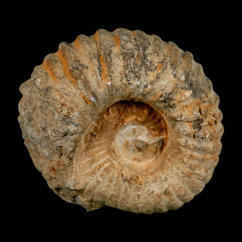 4.2" Acanthoceras Ammonite Fossil Agadir Morocco 360 Million Year Old COA - Fossil Age Minerals