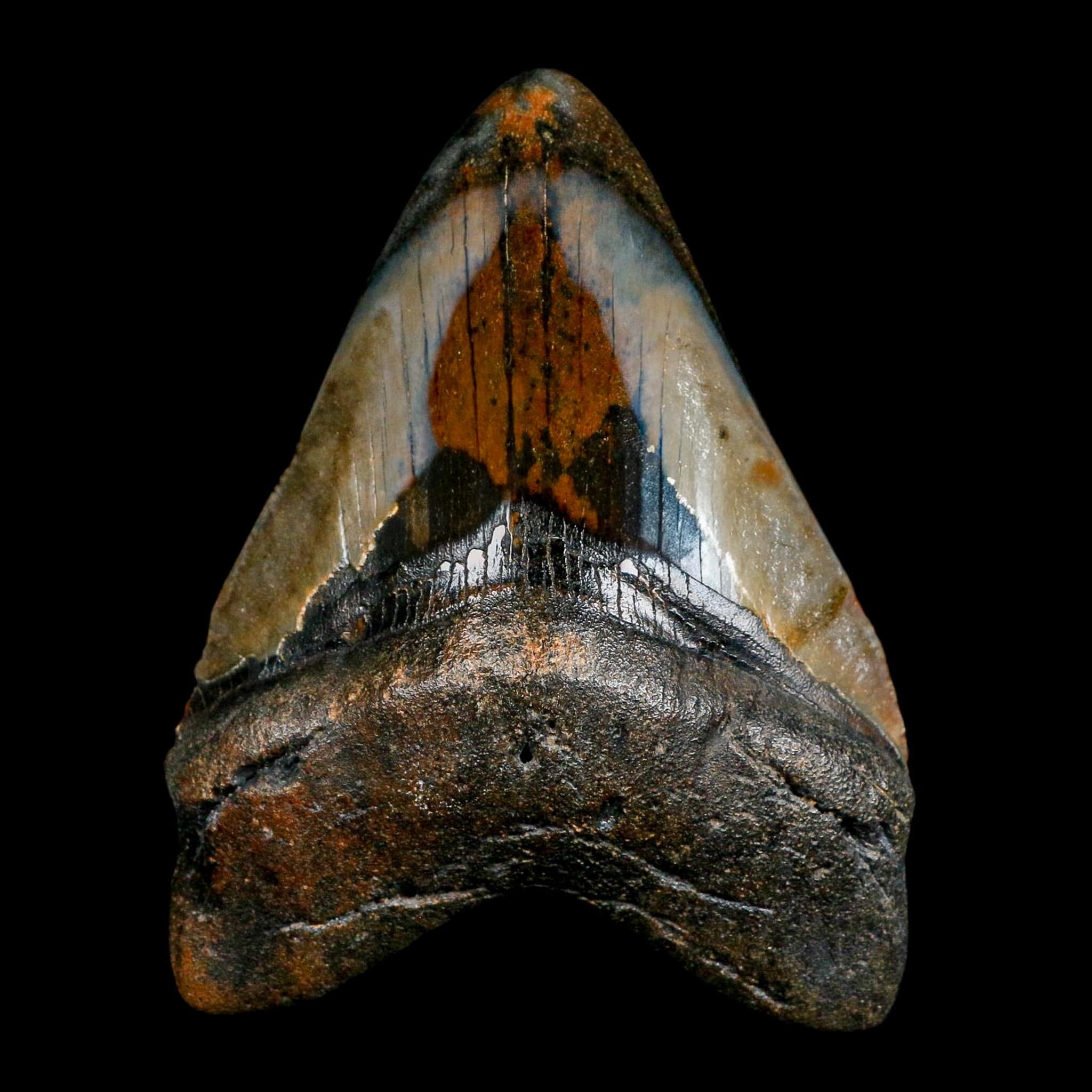3.9" Quality Megalodon Shark Tooth Fossil Natural Miocene Age COA