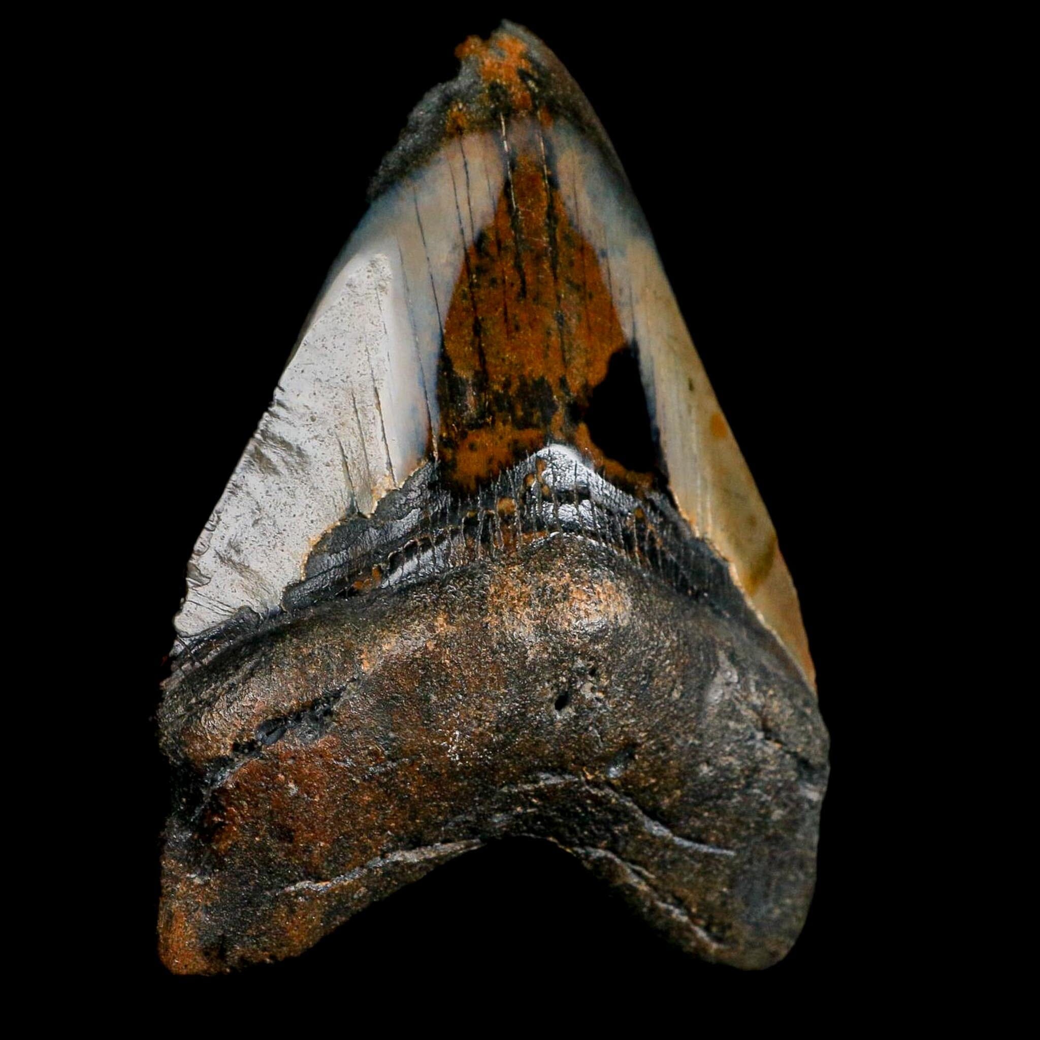 3.9" Quality Megalodon Shark Tooth Fossil Natural Miocene Age COA