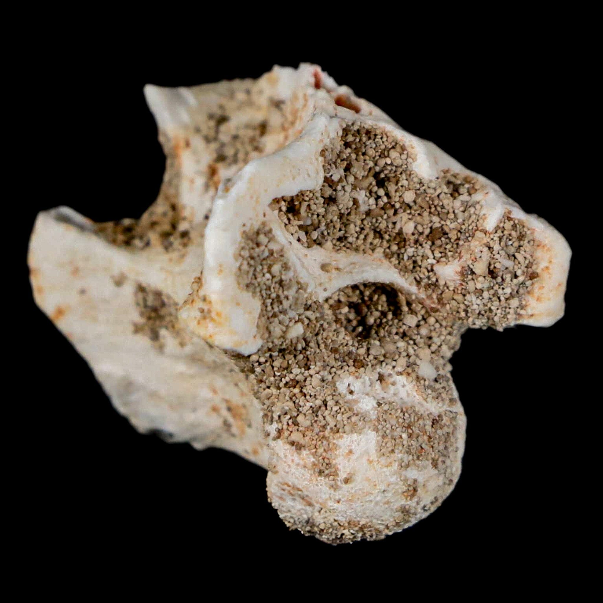 0.9" Palaeophis Magrebianus Sea Snake Vertebra Bone Upper Paleocene Morocco - Fossil Age Minerals