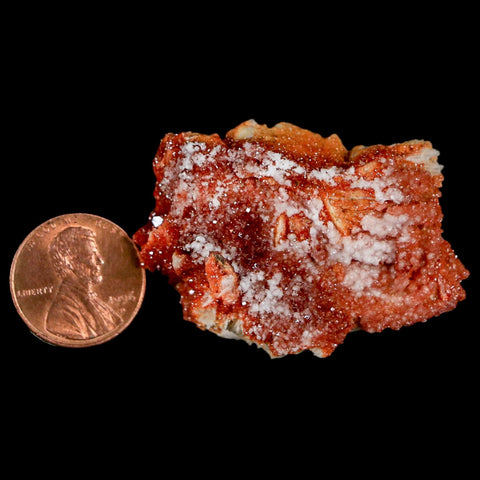 1.8" Sparkly Red Vanadinite Crystals On Orange Barite Blades Mineral Mabladen Morocco - Fossil Age Minerals