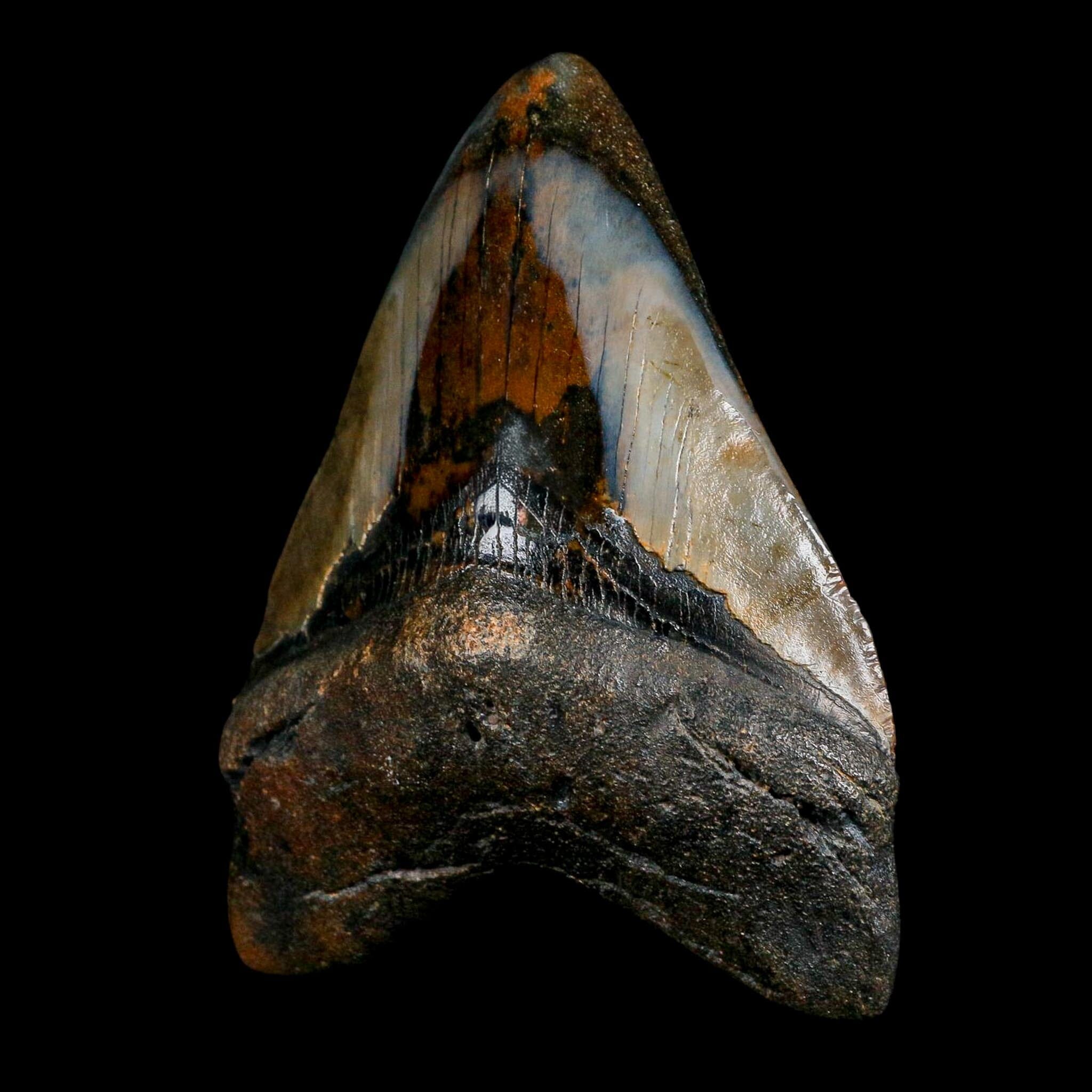 3.9" Quality Megalodon Shark Tooth Fossil Natural Miocene Age COA