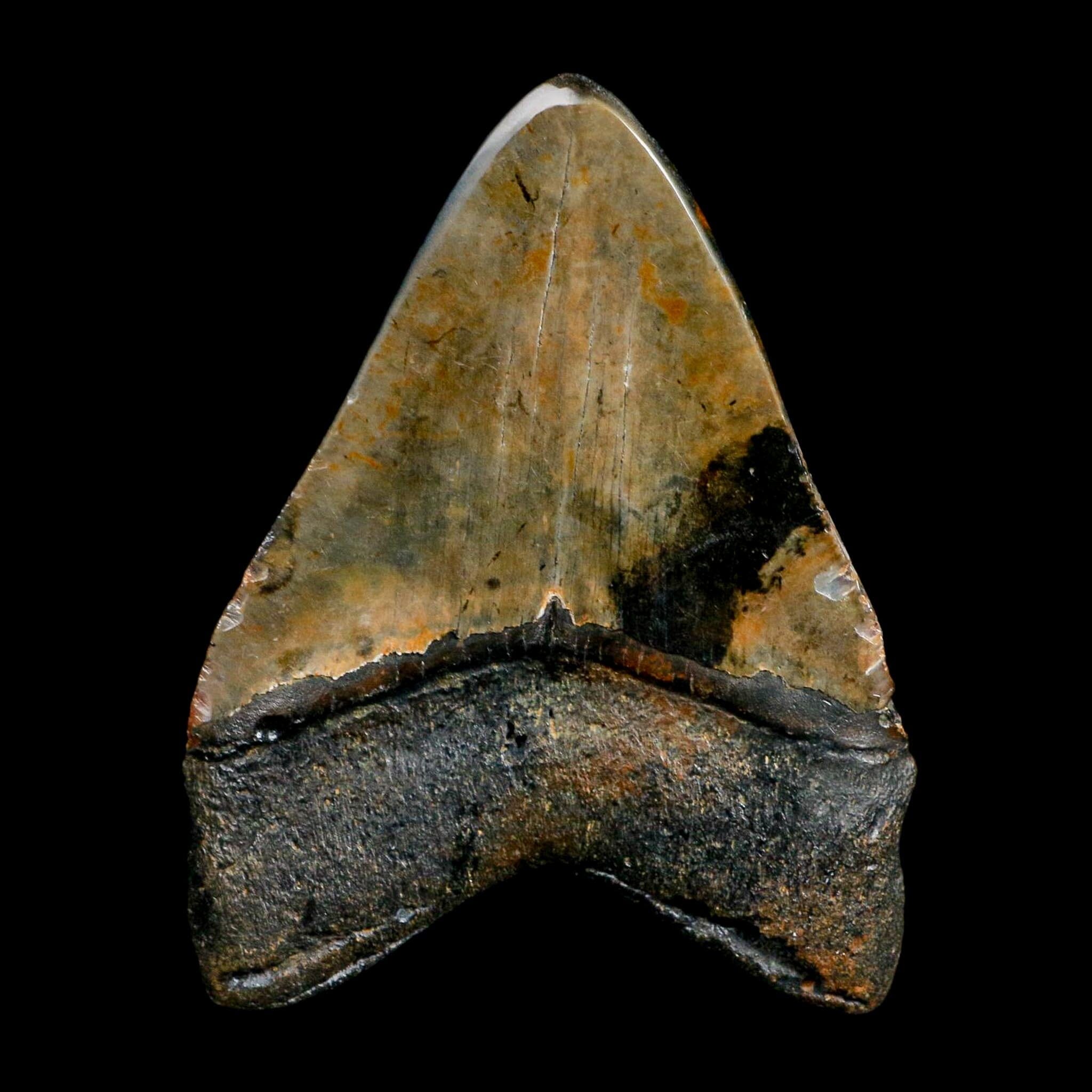 3.9" Quality Megalodon Shark Tooth Fossil Natural Miocene Age COA