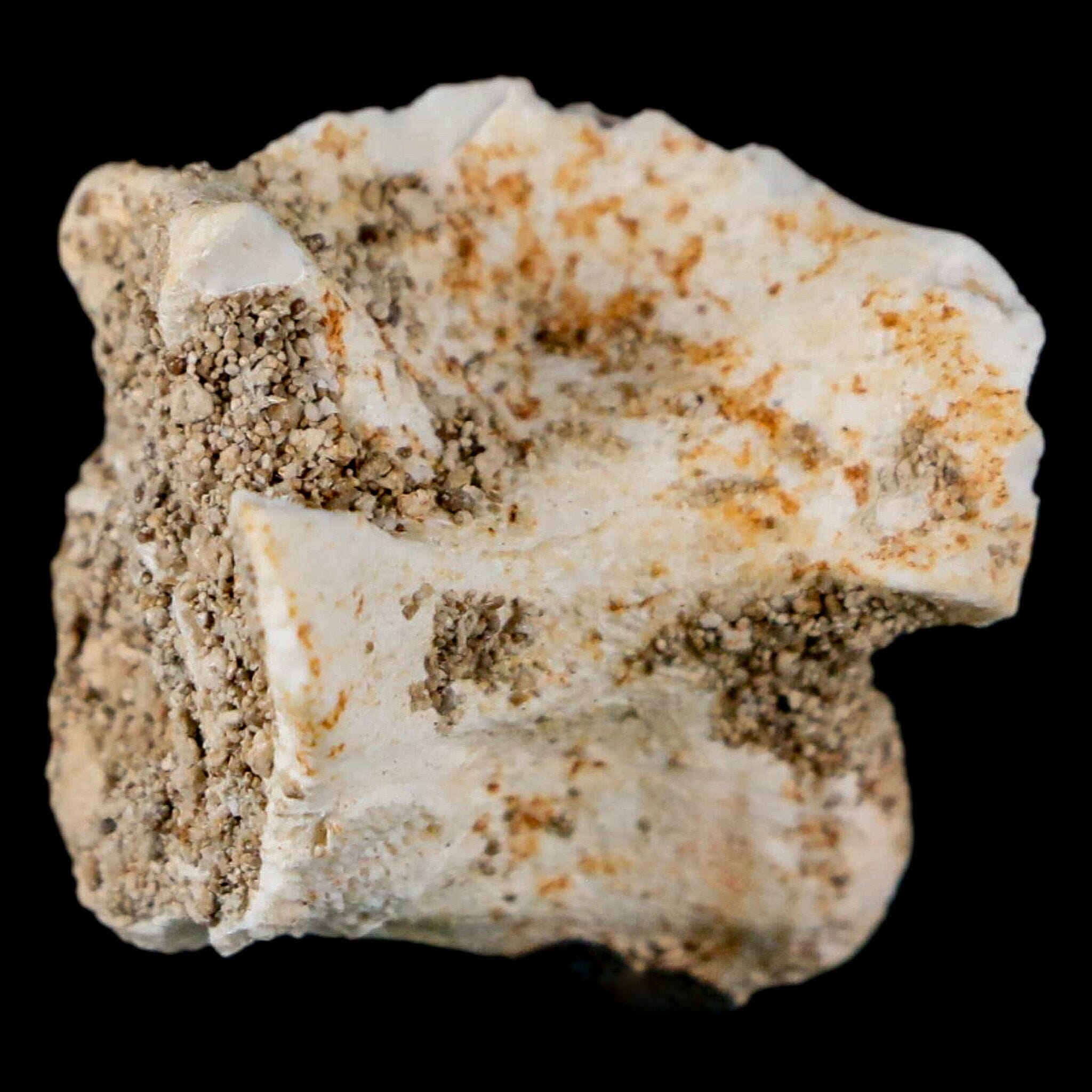 0.9" Palaeophis Magrebianus Sea Snake Vertebra Bone Upper Paleocene Morocco - Fossil Age Minerals