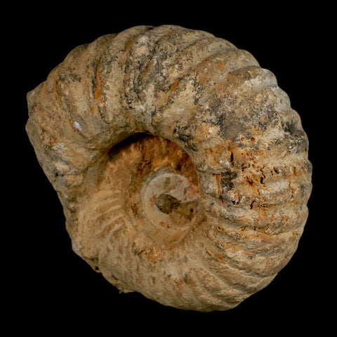 4.2" Acanthoceras Ammonite Fossil Agadir Morocco 360 Million Year Old COA - Fossil Age Minerals