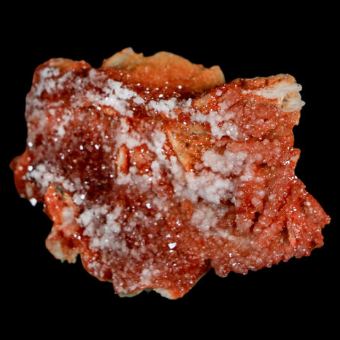 1.8" Sparkly Red Vanadinite Crystals On Orange Barite Blades Mineral Mabladen Morocco - Fossil Age Minerals