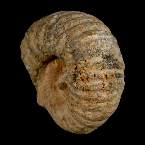 4.2" Acanthoceras Ammonite Fossil Agadir Morocco 360 Million Year Old COA - Fossil Age Minerals