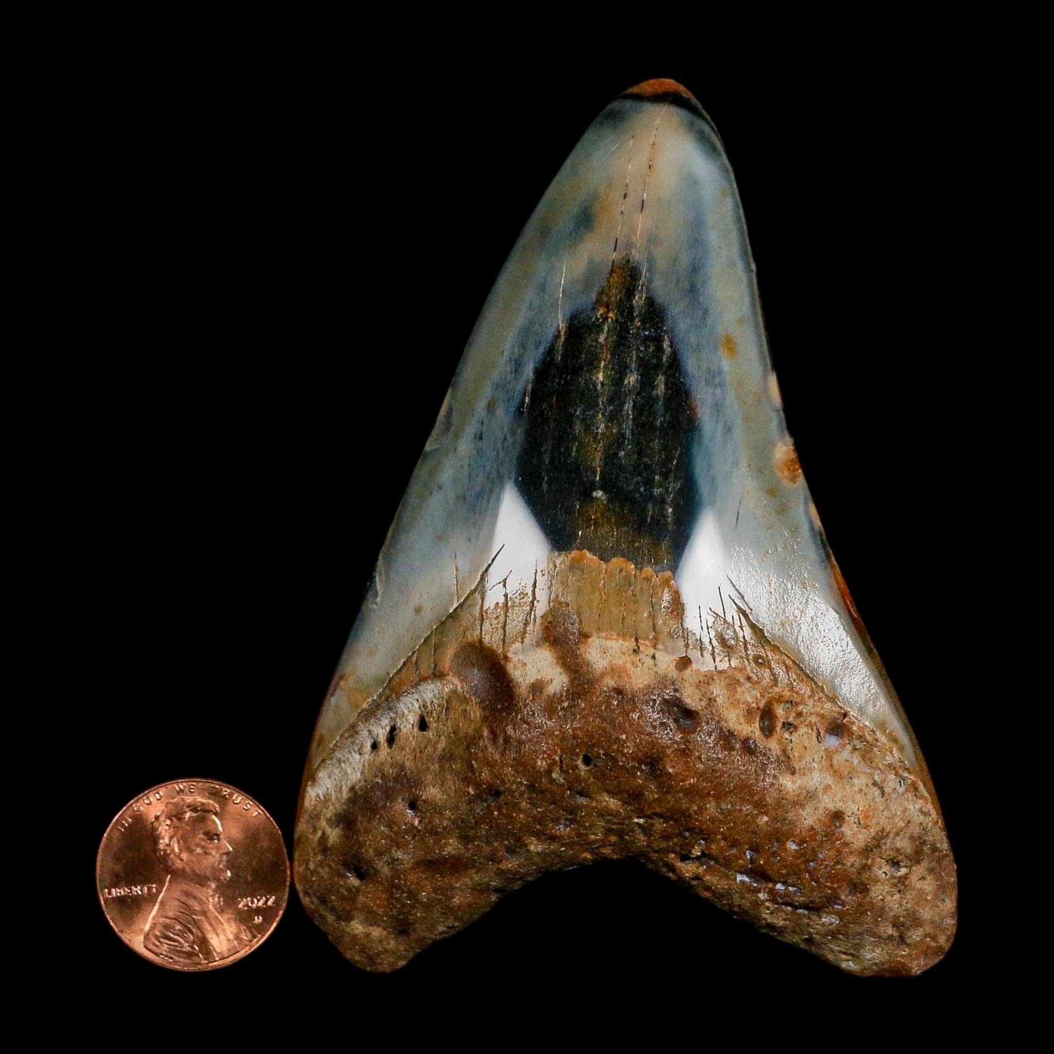 3.4" Quality Megalodon Shark Tooth Fossil Natural Miocene Age COA