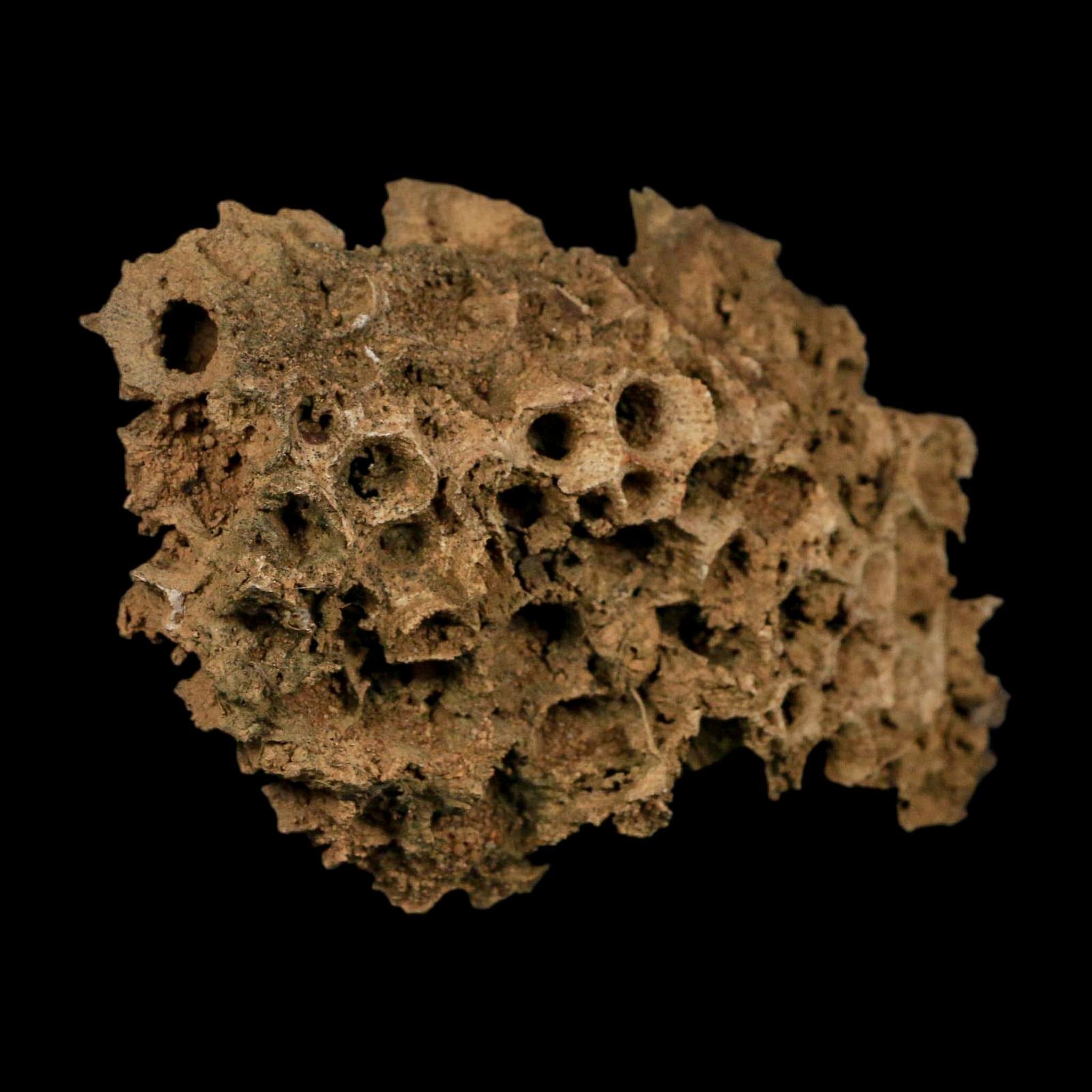 4.3" Colonial Rugose Coral Fossil Devonian Age Speed Quarry, Clark County, Indiana - Fossil Age Minerals