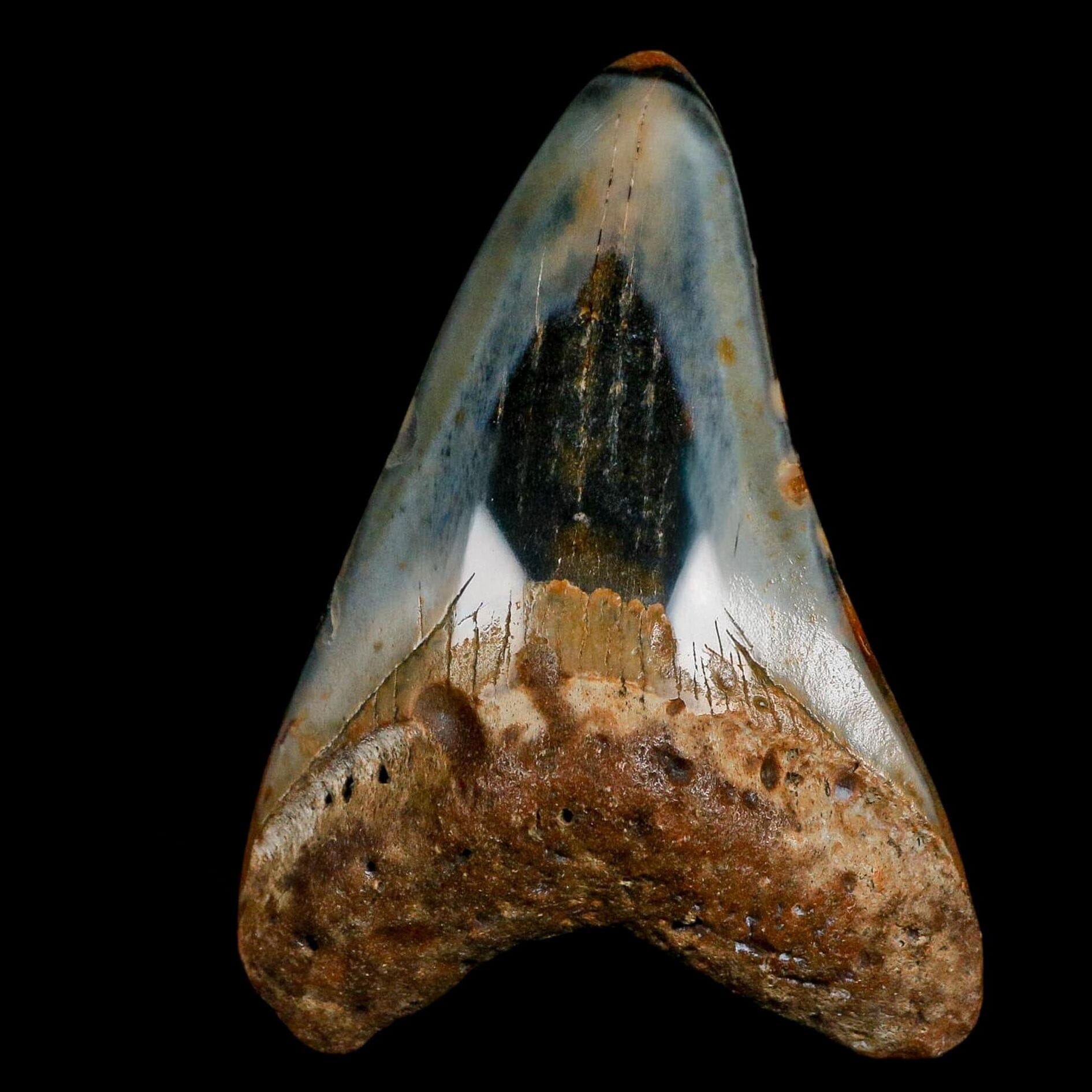 3.4" Quality Megalodon Shark Tooth Fossil Natural Miocene Age COA