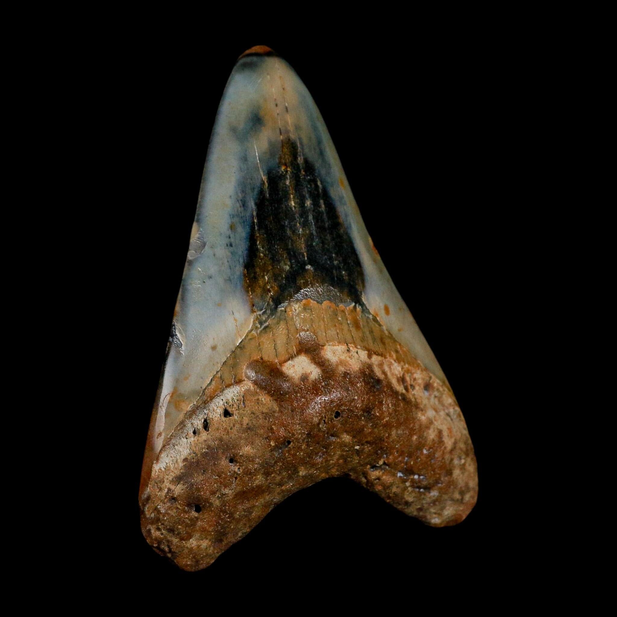3.4" Quality Megalodon Shark Tooth Fossil Natural Miocene Age COA