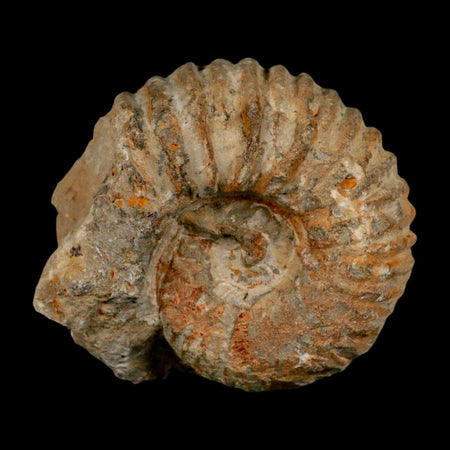 3.7" Acanthoceras Ammonite Fossil Agadir Morocco 360 Million Year Old COA