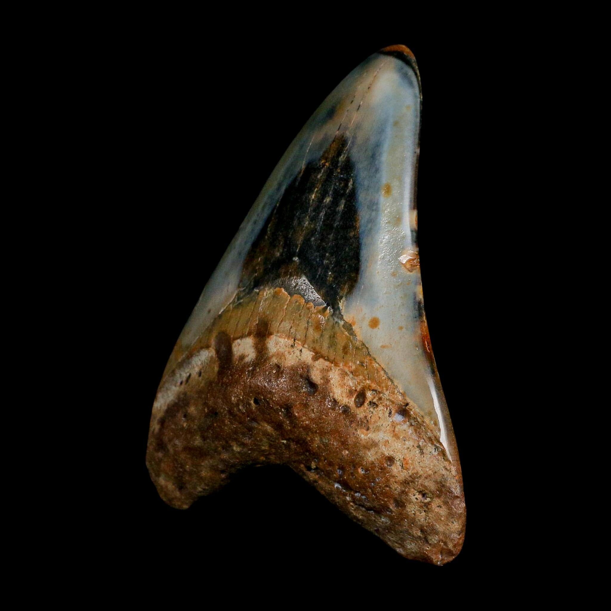 3.4" Quality Megalodon Shark Tooth Fossil Natural Miocene Age COA