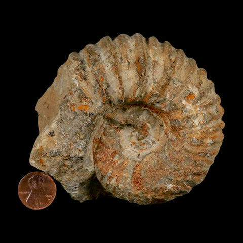 3.7" Acanthoceras Ammonite Fossil Agadir Morocco 360 Million Year Old COA - Fossil Age Minerals