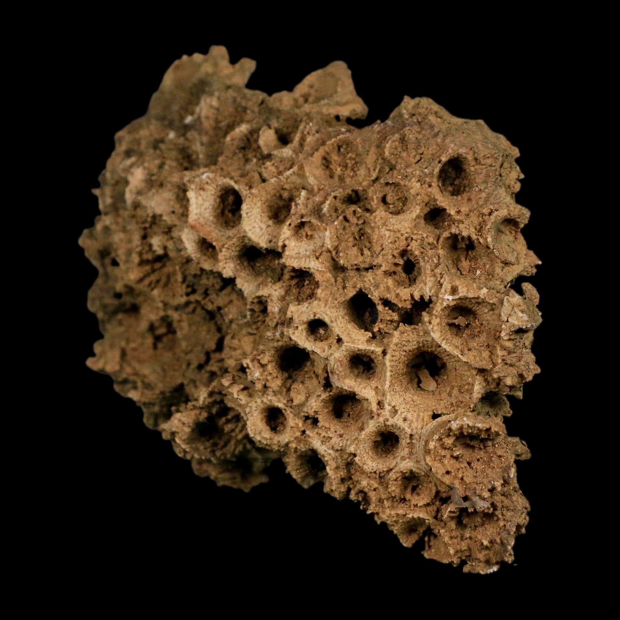 4.3" Colonial Rugose Coral Fossil Devonian Age Speed Quarry, Clark County, Indiana - Fossil Age Minerals