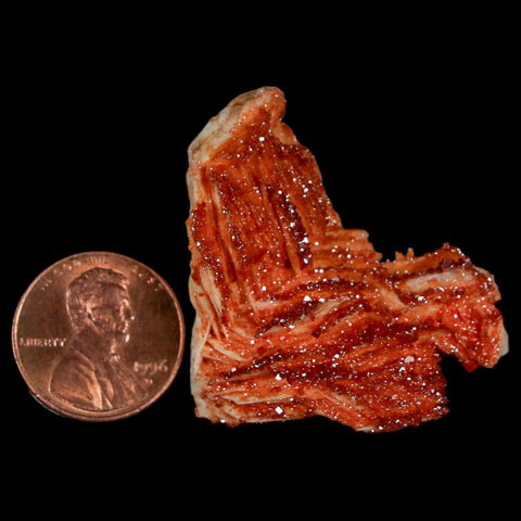 1.4" Sparkly Red Vanadinite Crystals On Orange Barite Blades Mineral Mabladen Morocco - Fossil Age Minerals