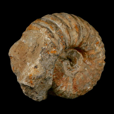 3.7" Acanthoceras Ammonite Fossil Agadir Morocco 360 Million Year Old COA - Fossil Age Minerals
