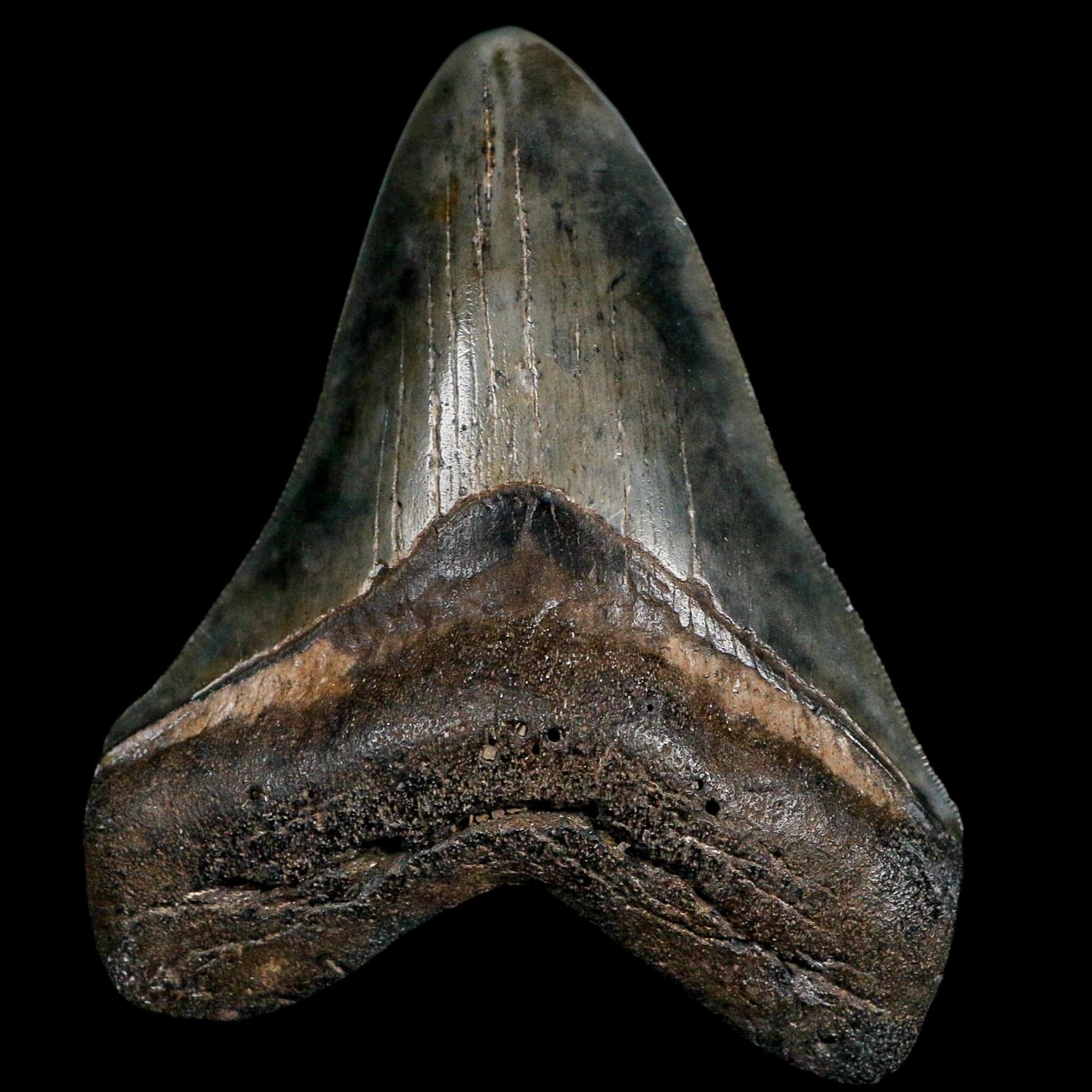 3.6" Quality Megalodon Shark Serrated Tooth Fossil Natural Miocene Age COA