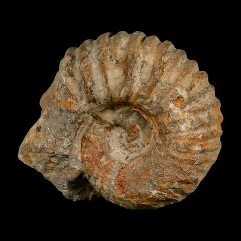 3.7" Acanthoceras Ammonite Fossil Agadir Morocco 360 Million Year Old COA - Fossil Age Minerals