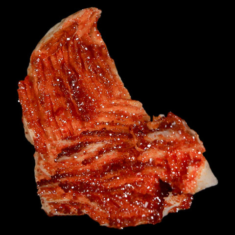 1.4" Sparkly Red Vanadinite Crystals On Orange Barite Blades Mineral Mabladen Morocco - Fossil Age Minerals