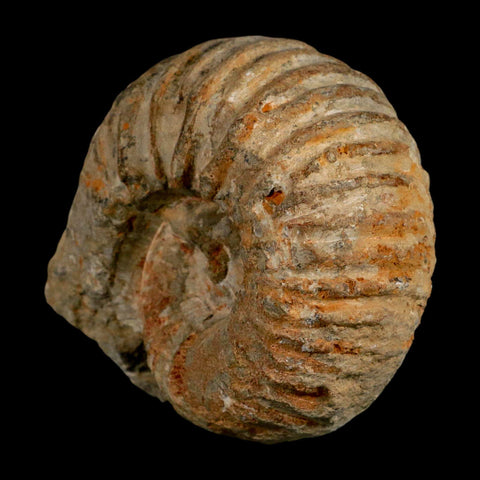 3.7" Acanthoceras Ammonite Fossil Agadir Morocco 360 Million Year Old COA - Fossil Age Minerals