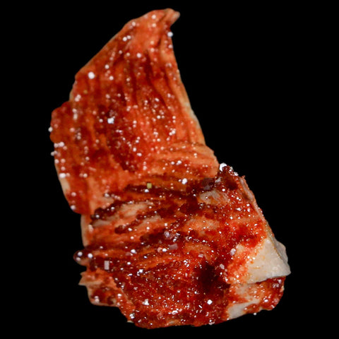 1.4" Sparkly Red Vanadinite Crystals On Orange Barite Blades Mineral Mabladen Morocco - Fossil Age Minerals