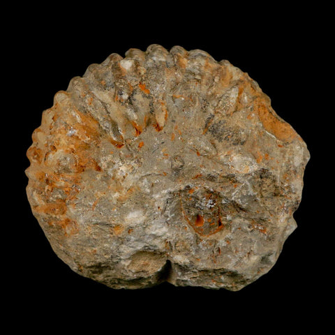 3.7" Acanthoceras Ammonite Fossil Agadir Morocco 360 Million Year Old COA - Fossil Age Minerals