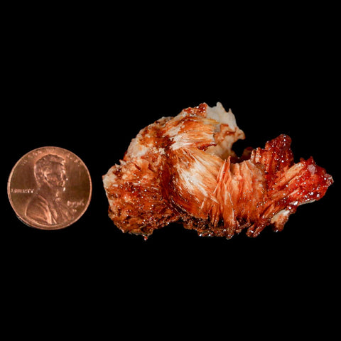 2" Sparkly Red Vanadinite Crystals On Orange Barite Blades Mineral Mabladen Morocco - Fossil Age Minerals