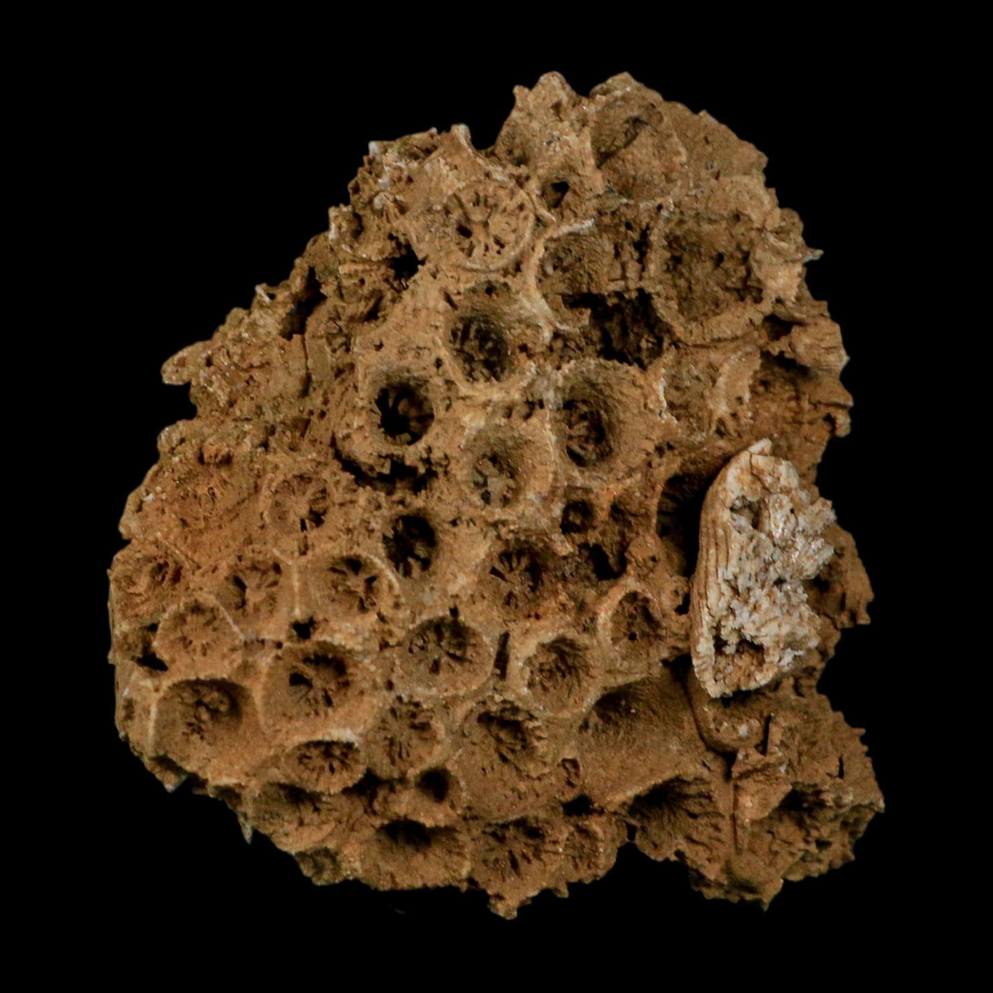 3.2" Colonial Rugose Coral Fossil Devonian Age Speed Quarry, Clark County, Indiana - Fossil Age Minerals