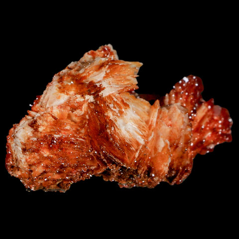 2" Sparkly Red Vanadinite Crystals On Orange Barite Blades Mineral Mabladen Morocco - Fossil Age Minerals