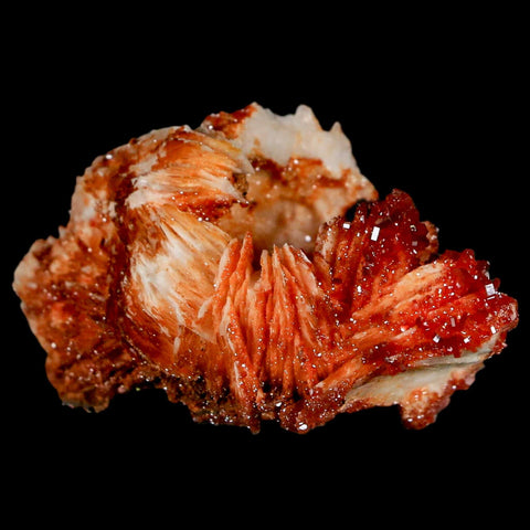 2" Sparkly Red Vanadinite Crystals On Orange Barite Blades Mineral Mabladen Morocco - Fossil Age Minerals