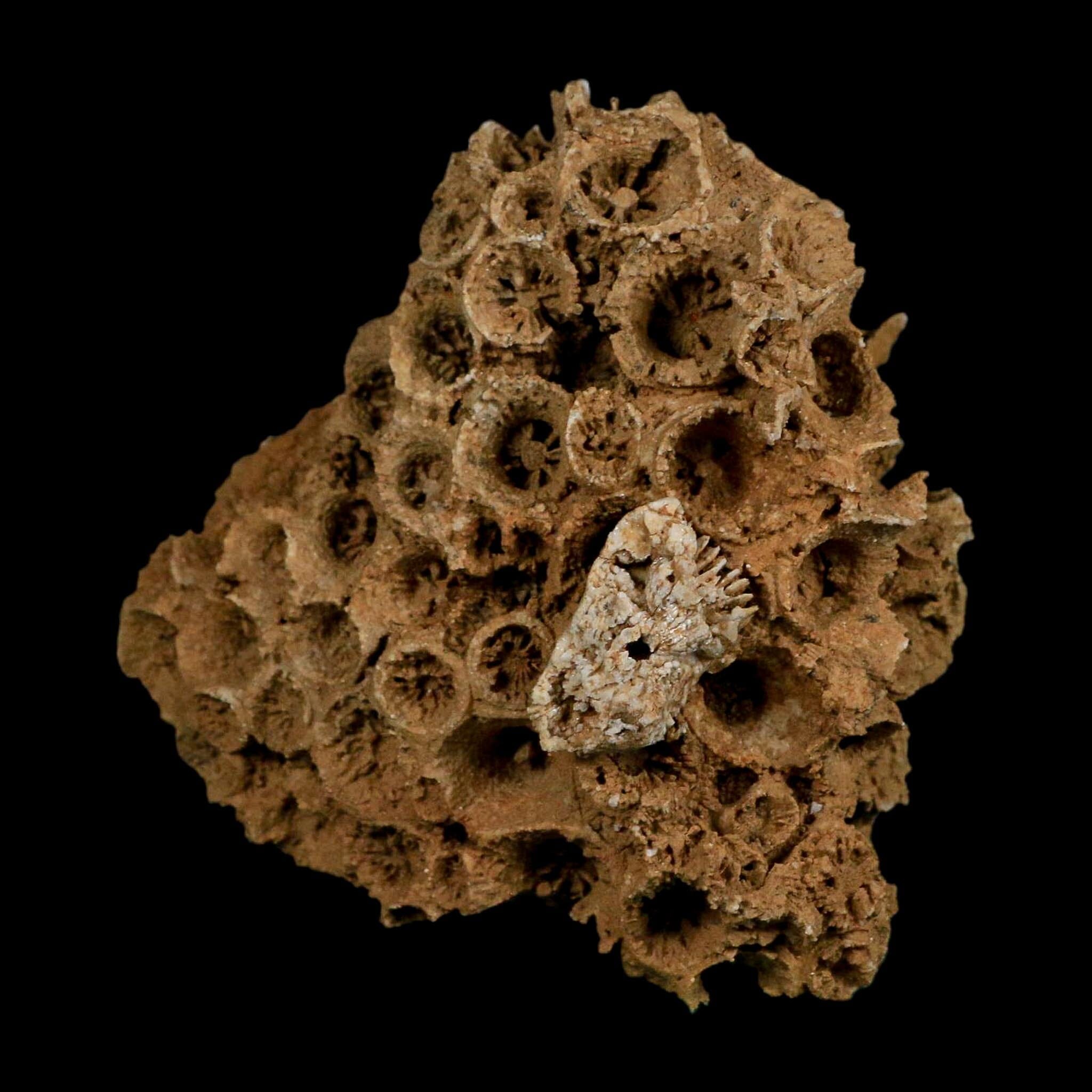 3.2" Colonial Rugose Coral Fossil Devonian Age Speed Quarry, Clark County, Indiana - Fossil Age Minerals