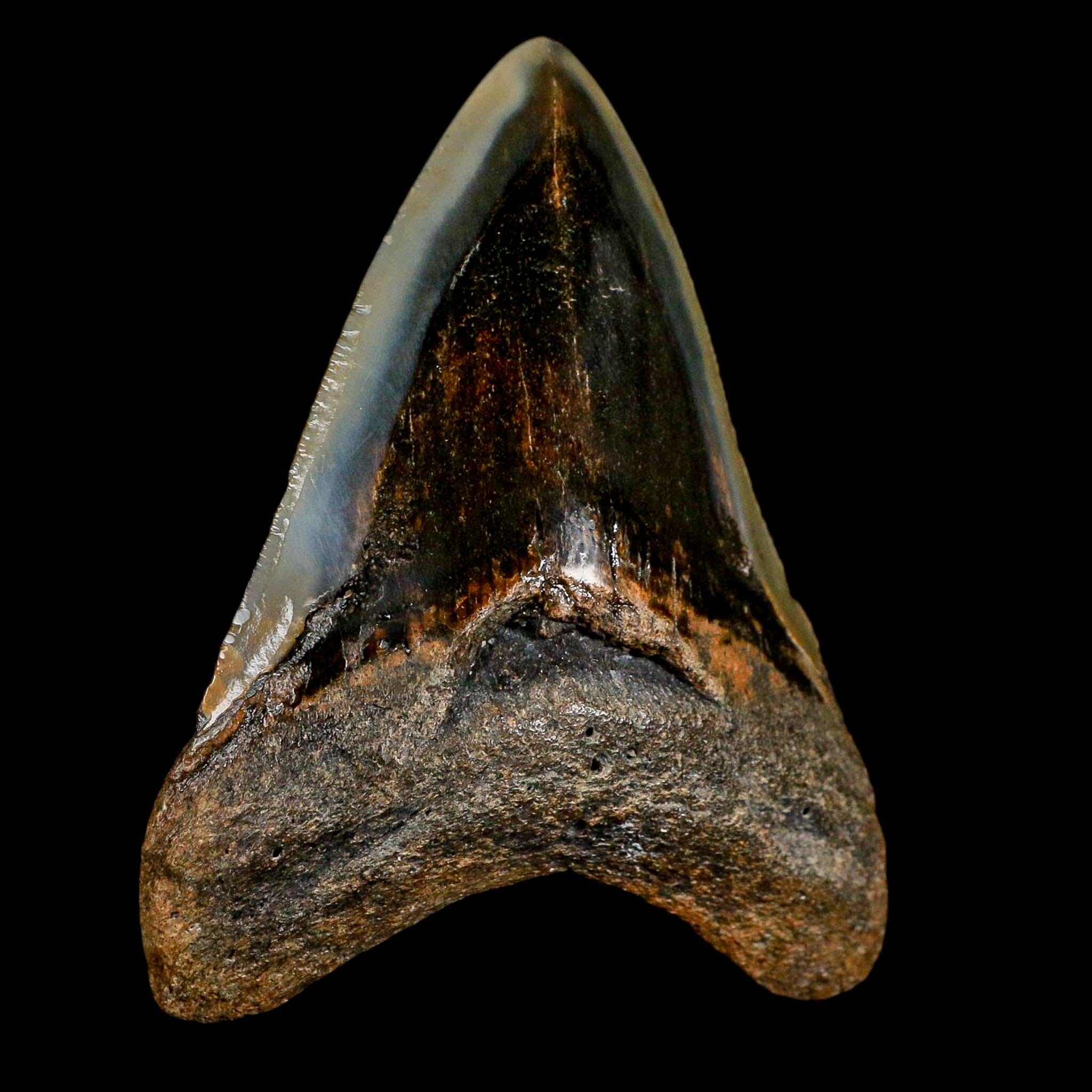 3.3" Quality Megalodon Shark Serrated Tooth Fossil Natural Miocene Age COA