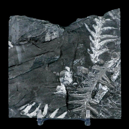 3.7" Alethopteris Fern Plant Leaf Fossil Carboniferous Age Llewellyn FM ST Clair, PA