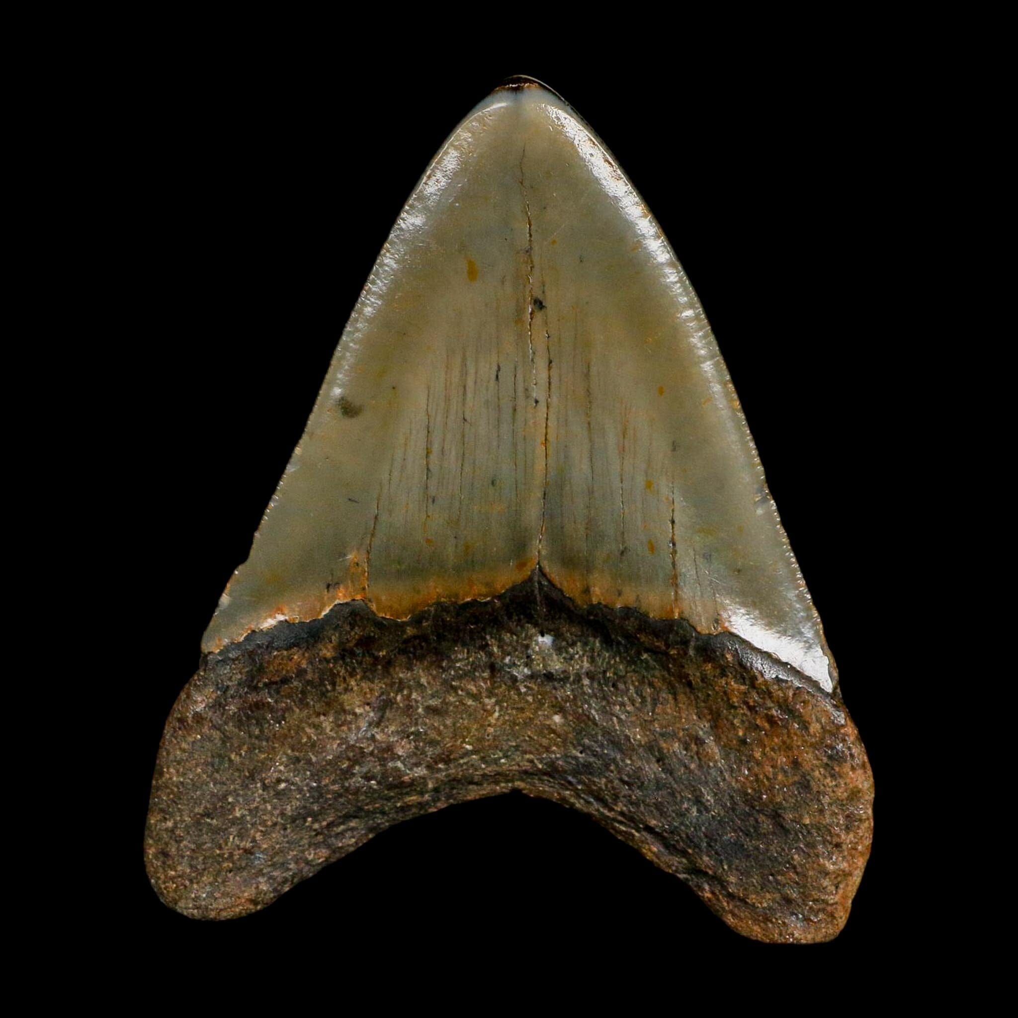 3.3" Quality Megalodon Shark Serrated Tooth Fossil Natural Miocene Age COA