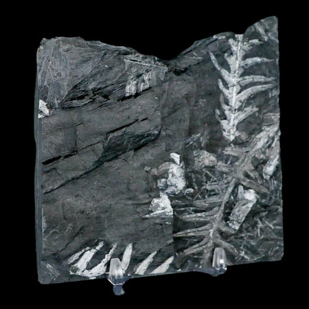 3.7" Alethopteris Fern Plant Leaf Fossil Carboniferous Age Llewellyn FM ST Clair, PA