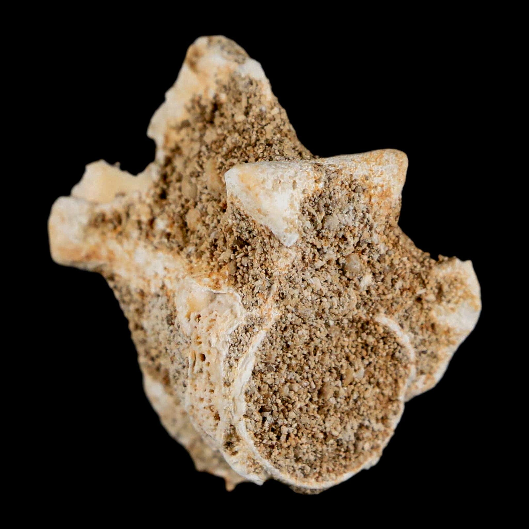 1.2" Palaeophis Magrebianus Sea Snake Vertebra Bone Upper Paleocene Morocco - Fossil Age Minerals