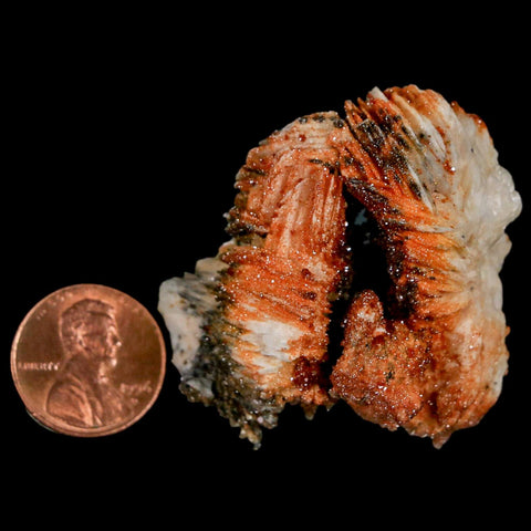 1.7" Sparkly Red Vanadinite Crystals On White Barite Blades Mineral Mabladen Morocco - Fossil Age Minerals