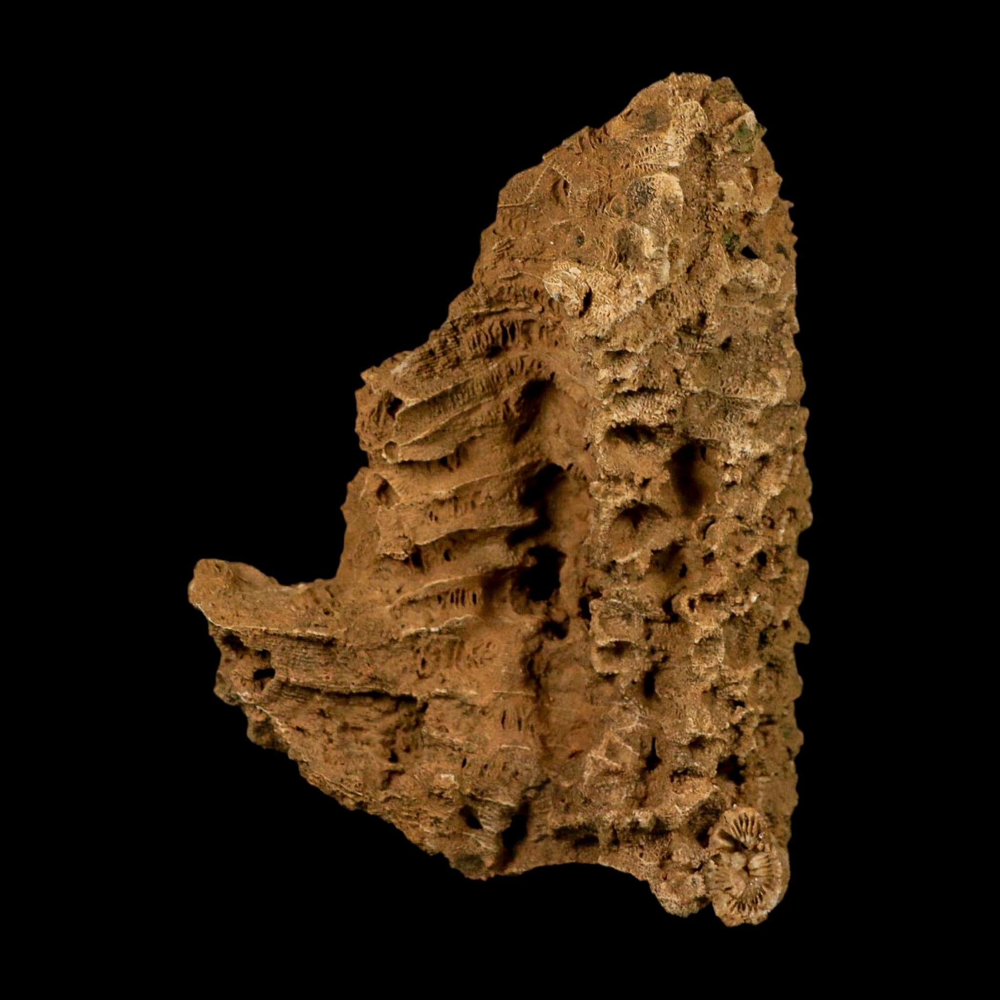 4.3" Colonial Rugose Coral Fossil Devonian Age Speed Quarry, Clark County, Indiana - Fossil Age Minerals