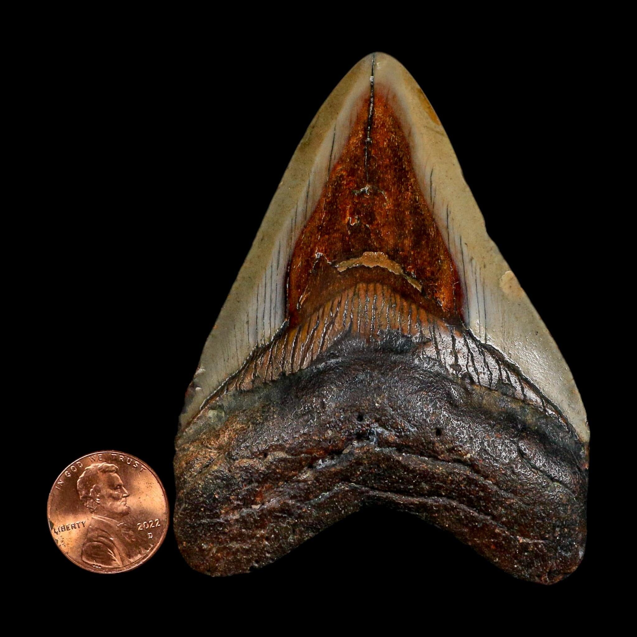 3.2" Quality Megalodon Shark Tooth Fossil Natural Miocene Age COA