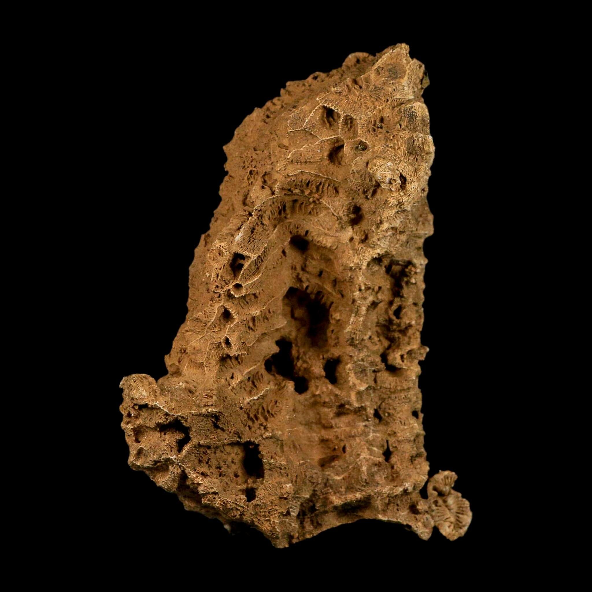 4.3" Colonial Rugose Coral Fossil Devonian Age Speed Quarry, Clark County, Indiana - Fossil Age Minerals