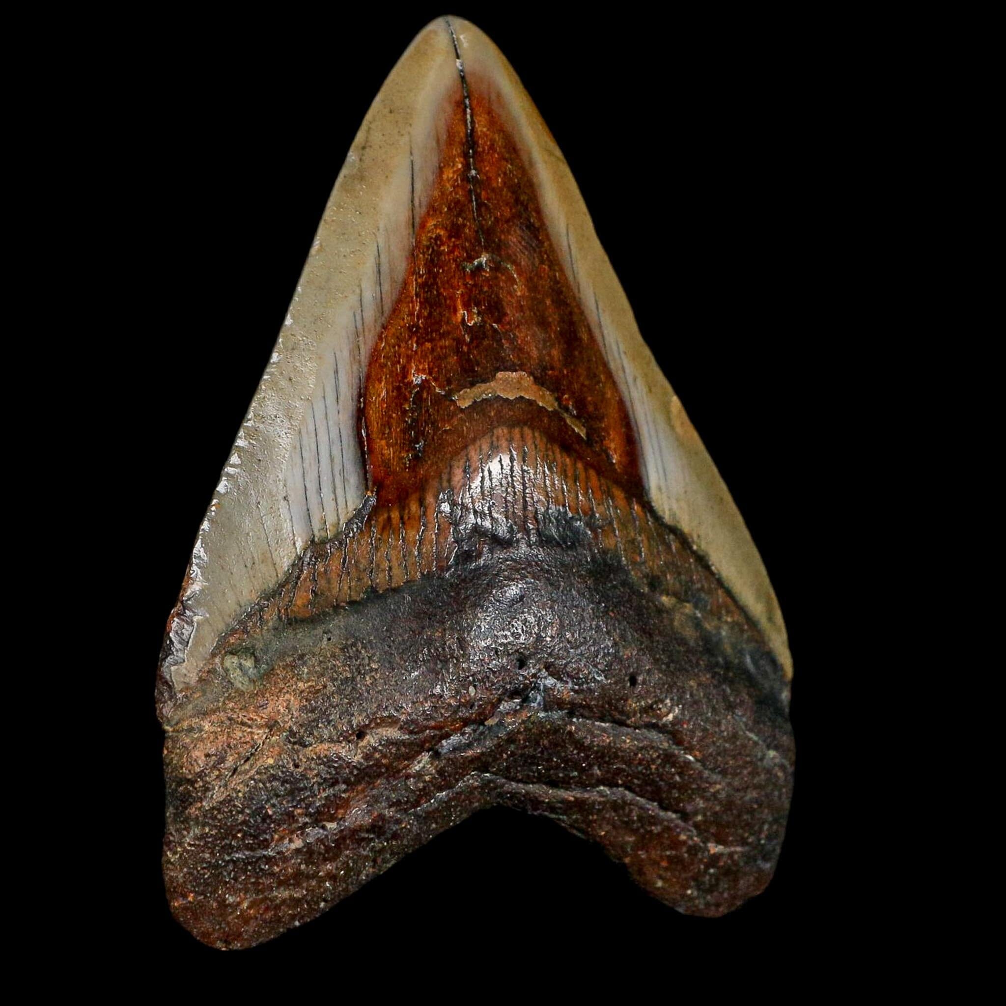 3.2" Quality Megalodon Shark Tooth Fossil Natural Miocene Age COA