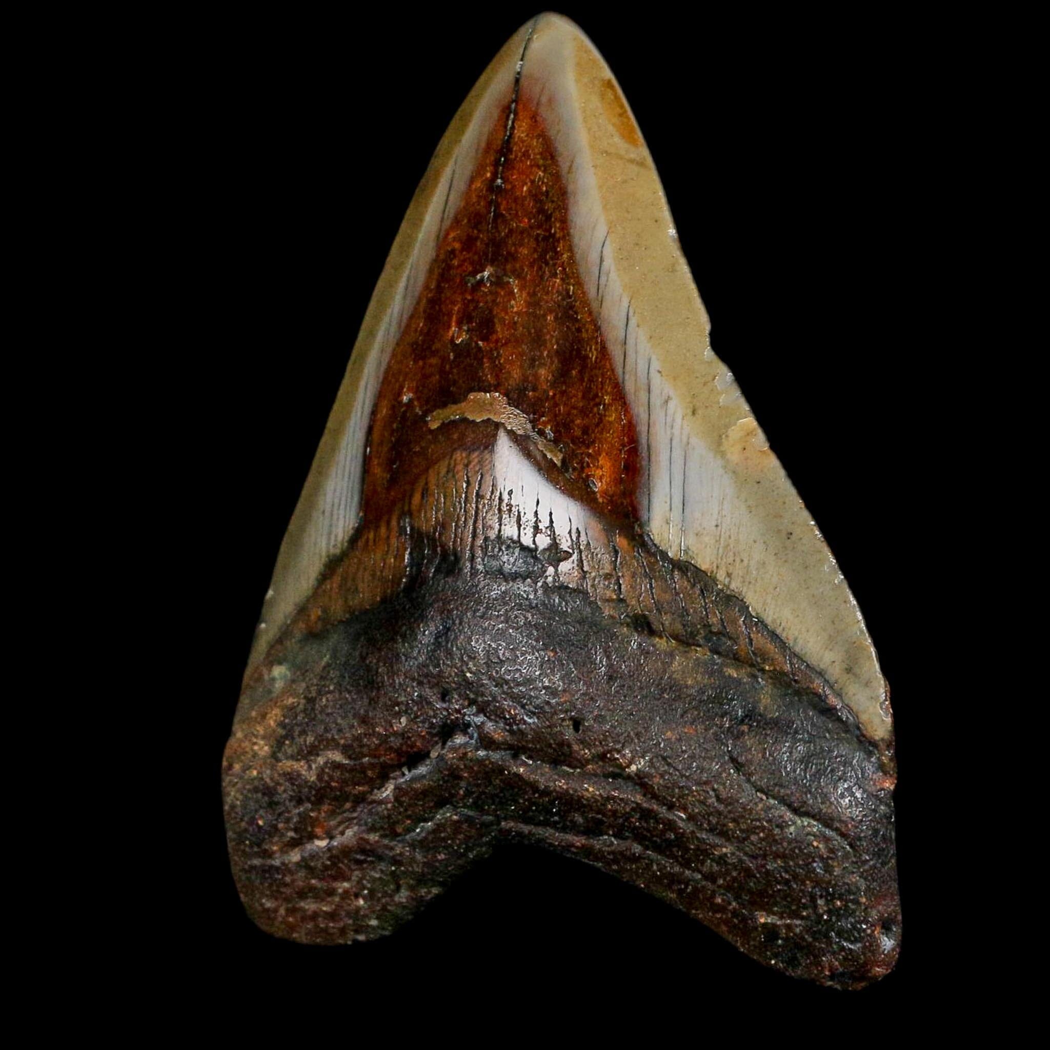 3.2" Quality Megalodon Shark Tooth Fossil Natural Miocene Age COA