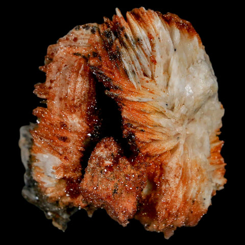 1.7" Sparkly Red Vanadinite Crystals On White Barite Blades Mineral Mabladen Morocco - Fossil Age Minerals