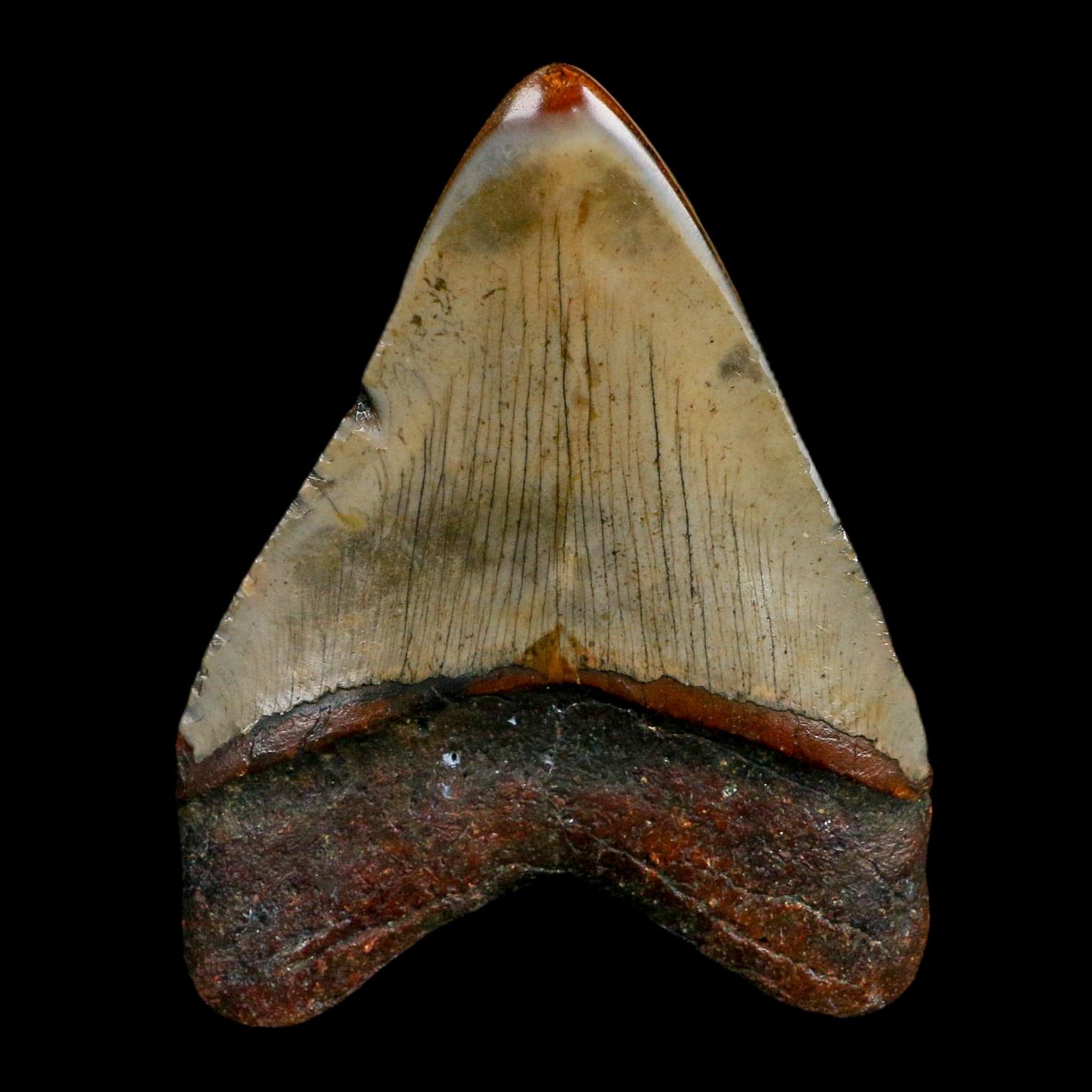 3.2" Quality Megalodon Shark Tooth Fossil Natural Miocene Age COA